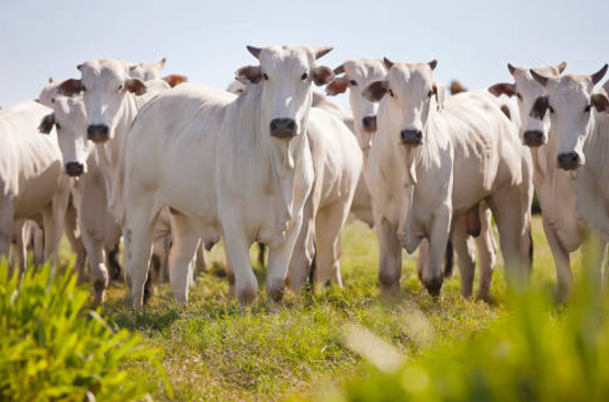 VACAS.png